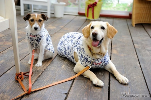 愛犬に優しいクルマの機能&装備