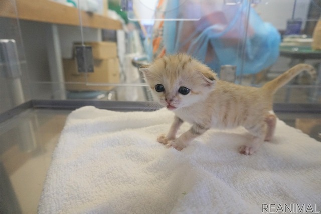那須どうぶつ王国、スナネコの赤ちゃんが新たに3頭誕生