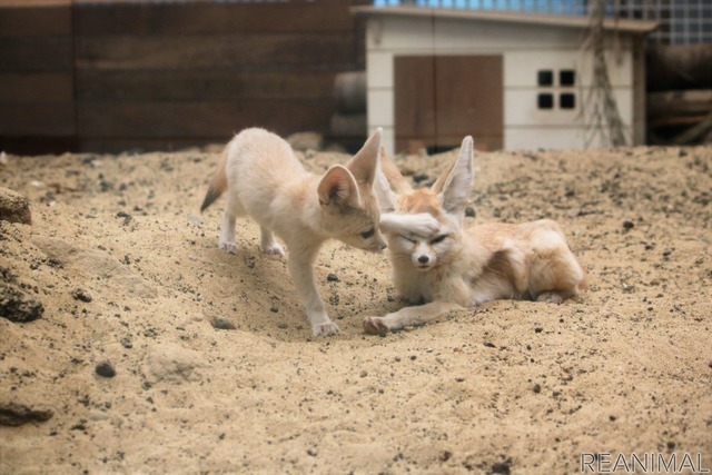 フェネックのソフィとカマル