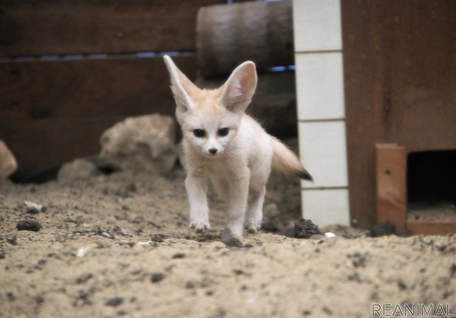 フェネックの子ども、カマル