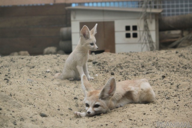 フェネックのソフィとカマル