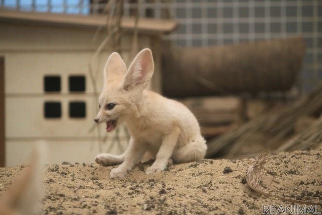 フェネックの子ども、カマル