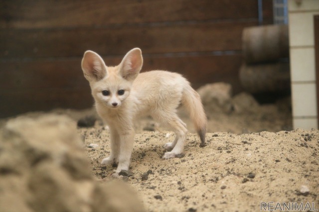 フェネックの子ども、カマル