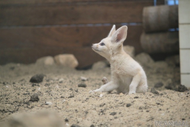 フェネックの子ども、カマル