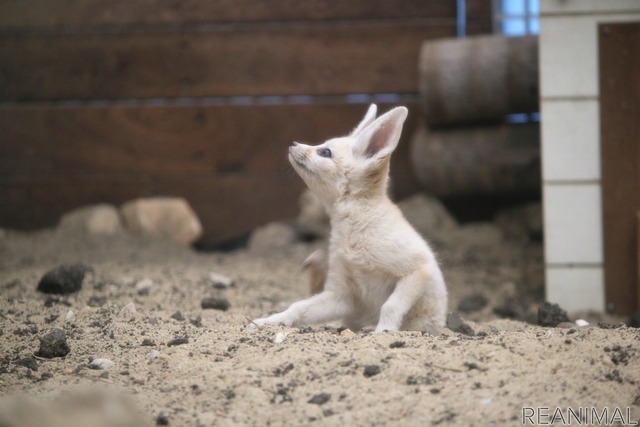 フェネックの子ども、カマル