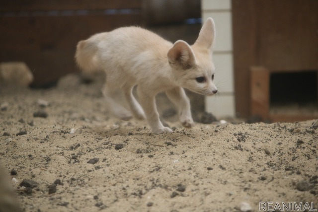 フェネックの子ども、カマル