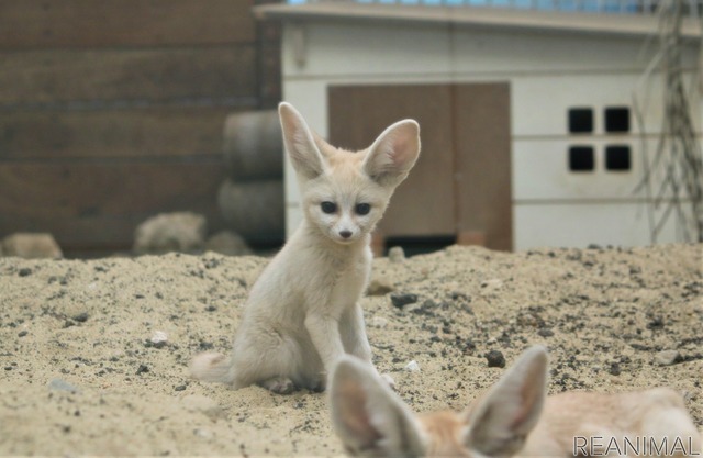 フェネックの子ども、カマル