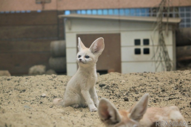 フェネックの子ども、カマル