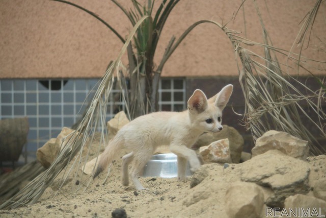 フェネックの子ども、カマル