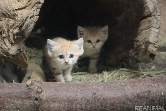 7月9日生まれのスナネコの赤ちゃん