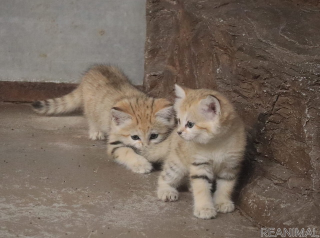 7月9日生まれのスナネコの赤ちゃん