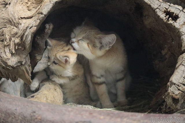 母ジャミールと7月9日生まれの赤ちゃん