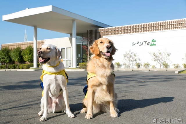 レクビィ、キャンピングカー販売で介助犬育成を支援