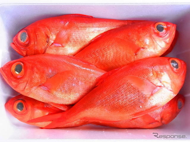 伊豆産の鮮魚(伊豆美味いもん市、東京駅)