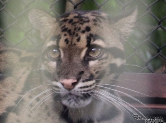 ズーラシアのウンピョウ