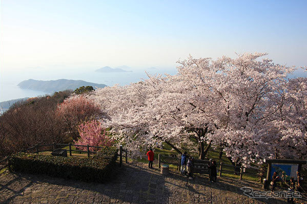 紫雲出山桜