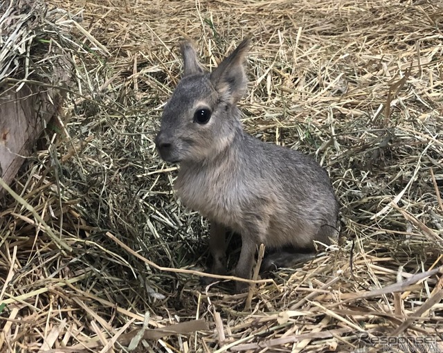 岩手サファリパーク、マーラの赤ちゃん誕生＆公開開始