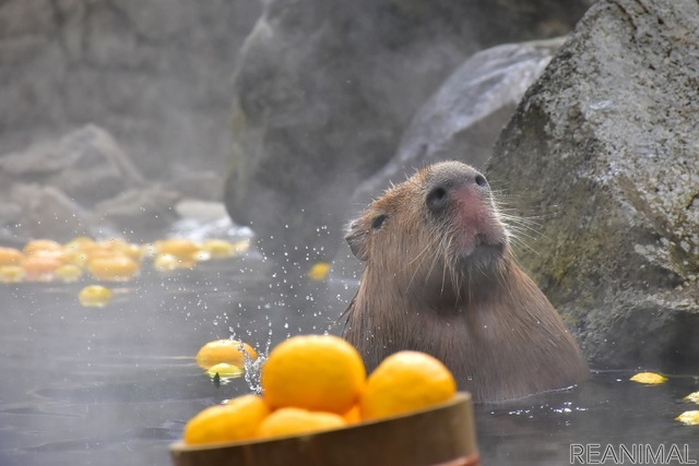 伊豆シャボテン動物公園、「元祖カピバラの露天風呂」のPVを公開