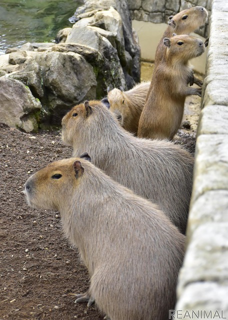 伊豆シャボテン動物公園、「元祖カピバラの露天風呂」のPVを公開