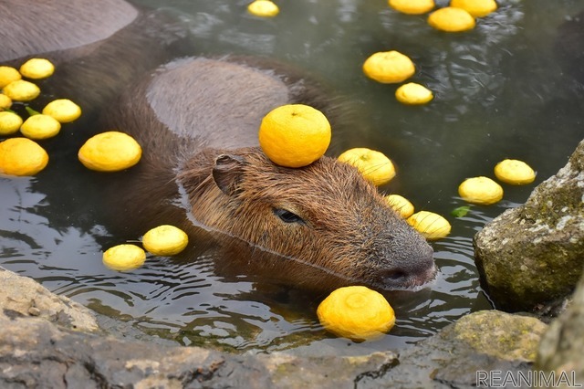 伊豆シャボテン動物公園、「元祖カピバラの露天風呂」のPVを公開