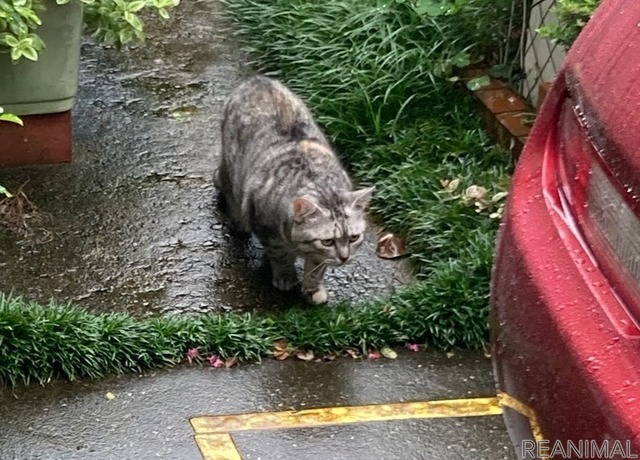 猫バンバン:ネコは液体。どんな隙間にも入り込む