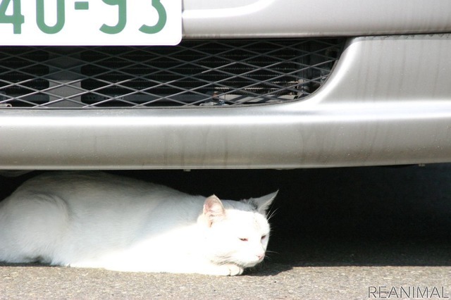 猫バンバン:ネコは液体。どんな隙間にも入り込む
