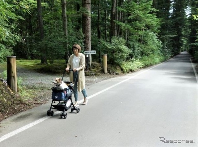 電動車はドッグフレンドリーカーとしてふさわしいか?