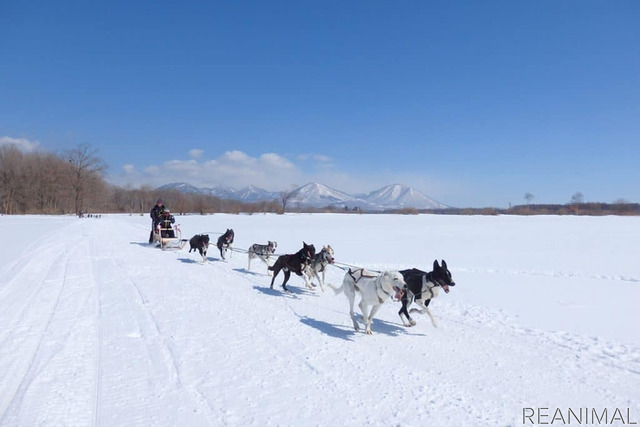 星野リゾート トマム、大雪原を駆け巡る「犬ぞりツアー」を開催