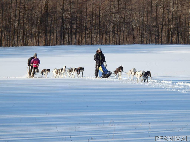 星野リゾート トマム、大雪原を駆け巡る「犬ぞりツアー」を開催