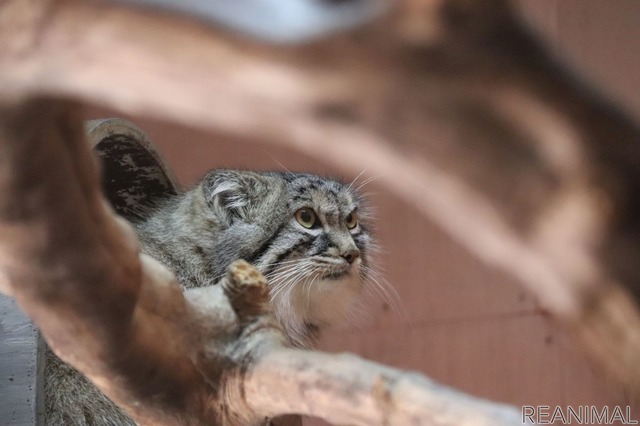 埼玉県こども動物自然公園のマヌルネコ