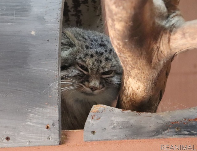 埼玉県こども動物自然公園のマヌルネコ