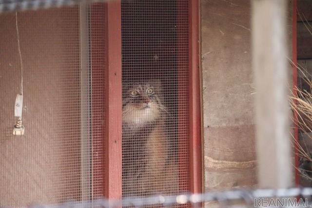 埼玉県こども動物自然公園のマヌルネコ