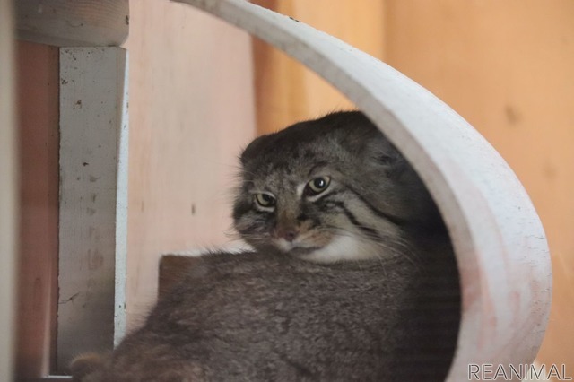 埼玉県こども動物自然公園のマヌルネコ