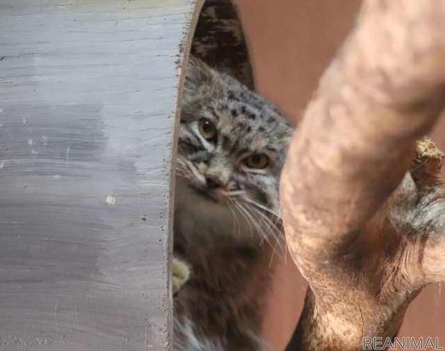 埼玉県こども動物自然公園のマヌルネコ