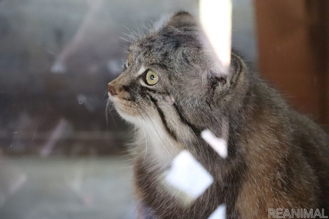 埼玉県こども動物自然公園のマヌルネコ