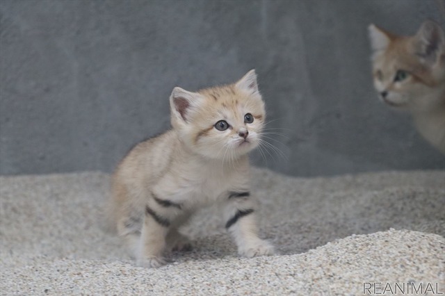 神戸どうぶつ王国、“砂漠の天使”スナネコの赤ちゃんを親子で公開