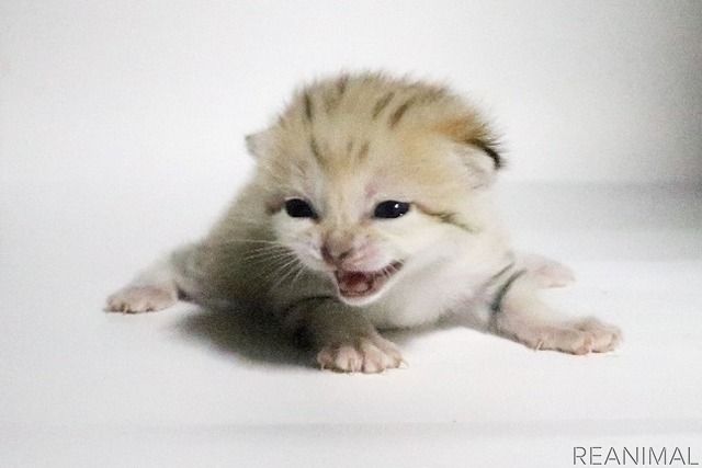 神戸どうぶつ王国、“砂漠の天使”スナネコの赤ちゃんを親子で公開