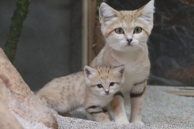 神戸どうぶつ王国、“砂漠の天使”スナネコの赤ちゃんを親子で公開