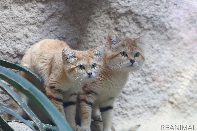 神戸どうぶつ王国、“砂漠の天使”スナネコの赤ちゃんを親子で公開