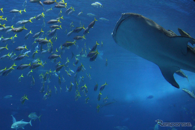 美ら海水族館の入場券セットにした割引チケットもある