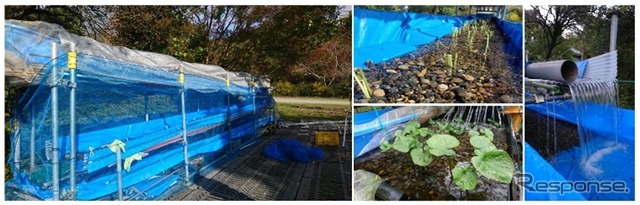 JR東日本沿線の湧水を活用し栽培する「鉄道わさび」栽培の実証実験