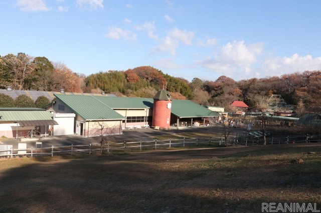 丑年なので牛に会いに行ってきた(雪印こどもの国牧場)