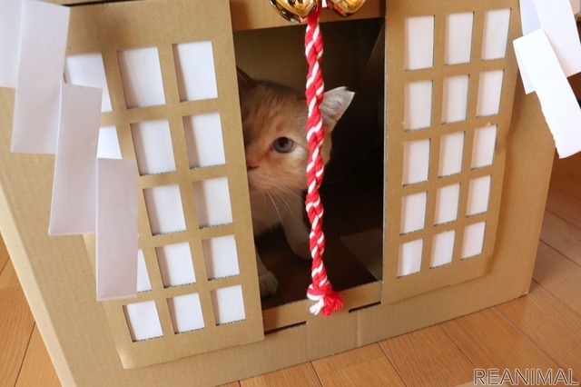 ネコ神社に初詣。荒ぶる猫神様