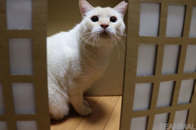 ネコ神社に初詣。荒ぶる猫神様