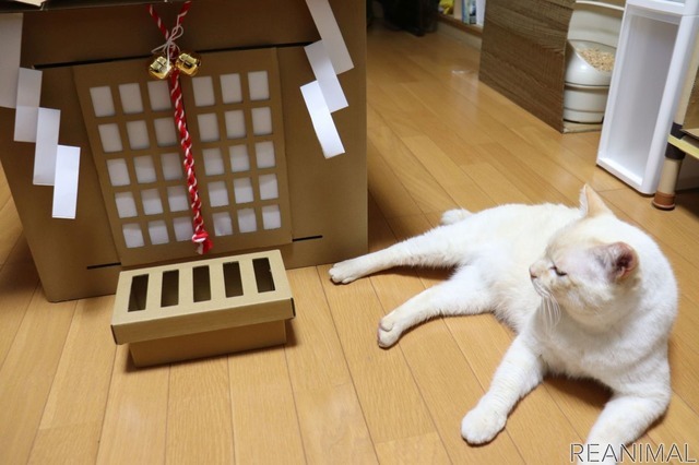 ネコ神社に初詣。荒ぶる猫神様