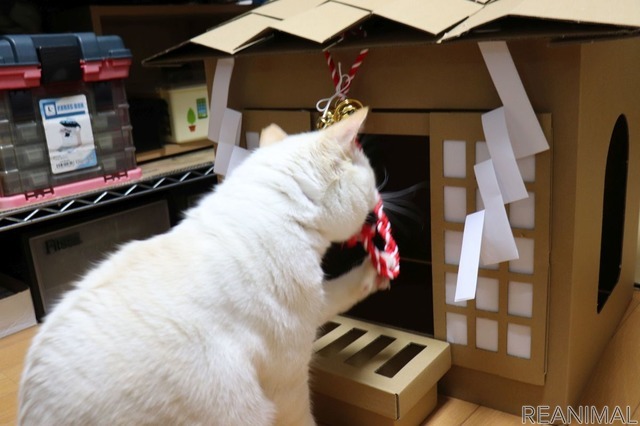 ネコ神社に初詣。荒ぶる猫神様