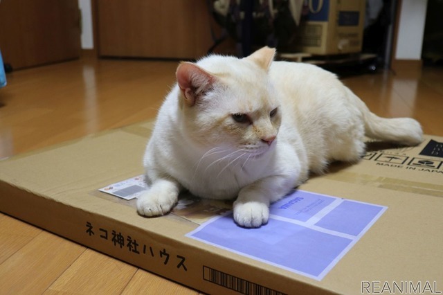 ネコ神社に初詣。荒ぶる猫神様