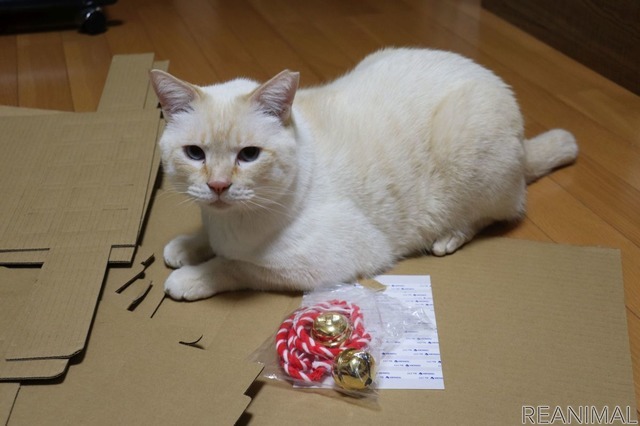 ネコ神社に初詣。荒ぶる猫神様