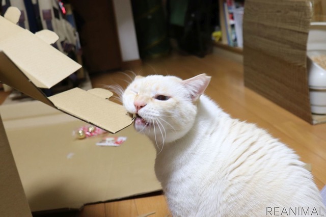 ネコ神社に初詣。荒ぶる猫神様