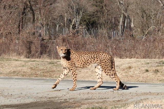 富士サファリパークのチーター